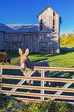 Friendly Donkey_29277